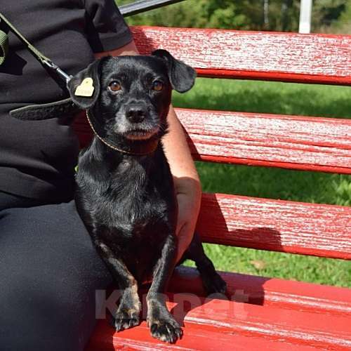 Собаки в Раменском: Коба и Топик в поисках дома Мальчик, Бесплатно - фото 2