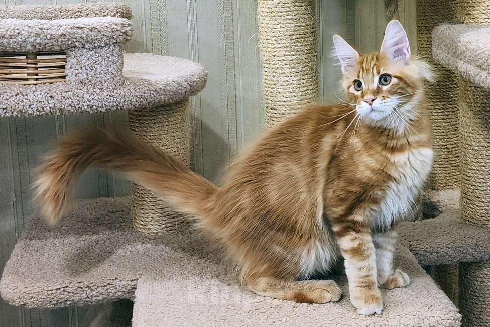 Кошки в Санкт-Петербурге: Котёнок мейн кун из питомника Fiery Friend Мальчик, 70 000 руб. - фото 2