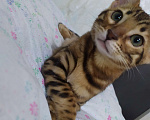 Кошки в Красноярске: бенгальская кошечка(котенок) Девочка, 62 000 руб. - фото 1