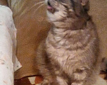 Кошки в Камызяке: У кошечки умерла хозяйка, Бесплатно - фото 7