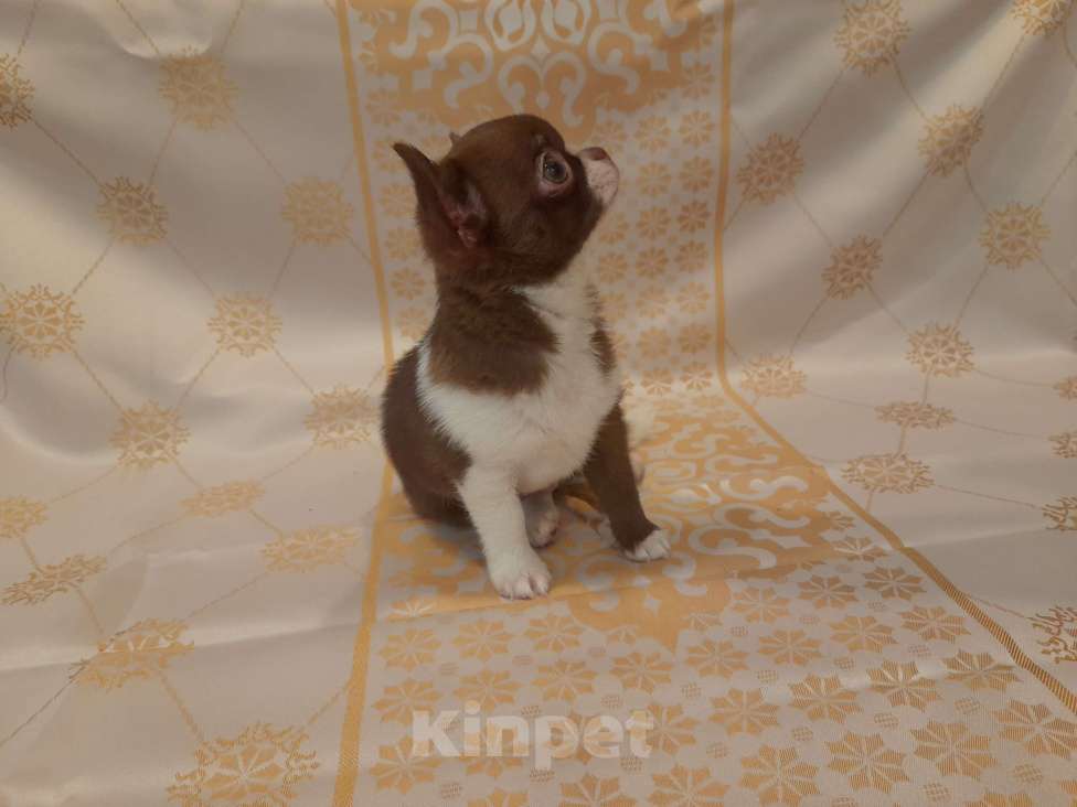 Собаки в Москве: Шоколадный красавчик Мальчик, 40 000 руб. - фото 6