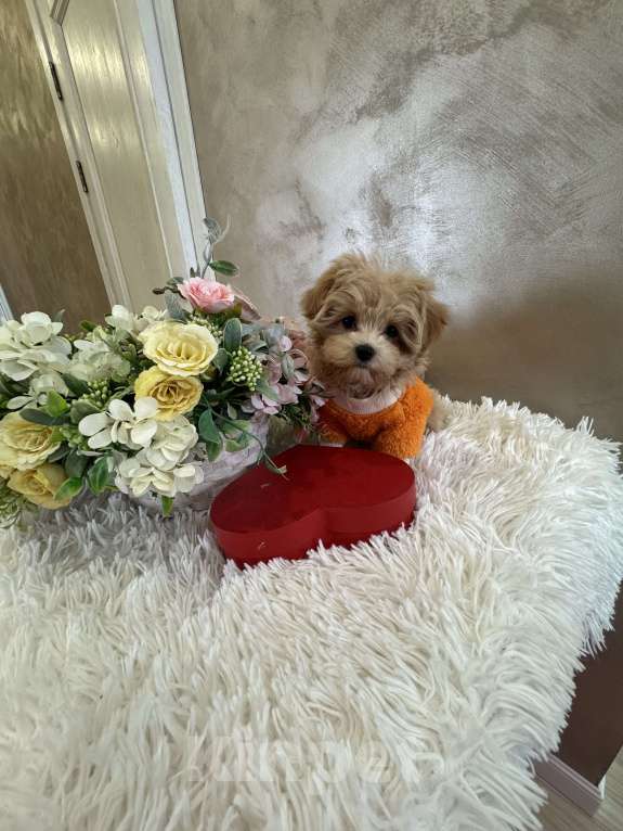 Собаки в Москве: Мальтипу f1 Мини Девочка, 100 000 руб. - фото 3