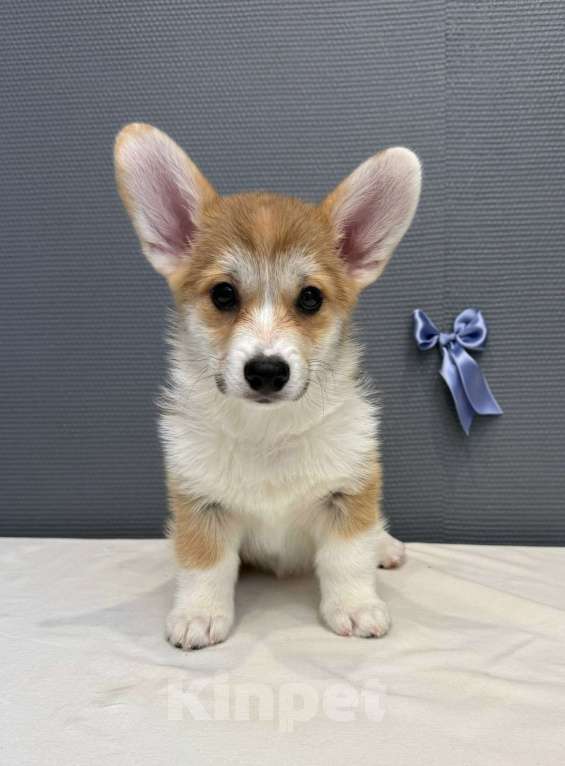 Собаки в Кургане: Щенок вельш корги пемброк, кобель Мальчик, 40 000 руб. - фото 2