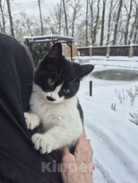 Кошки в Краснодаре: Очаровательная кошечка в добрые руки Девочка, Бесплатно - фото 3