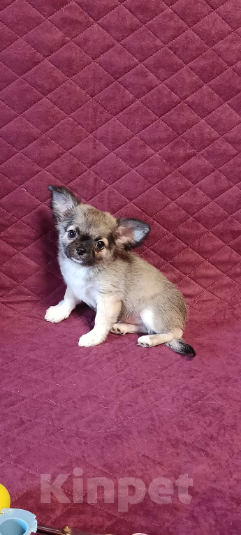 Собаки в Москве: Красавчик соболек  Мальчик, 50 000 руб. - фото 1