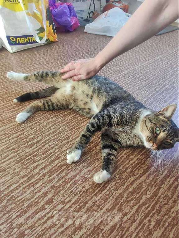 Кошки в Санкт-Петербурге: Кот Художник ищет дом и вдохновение Мальчик, 10 руб. - фото 3