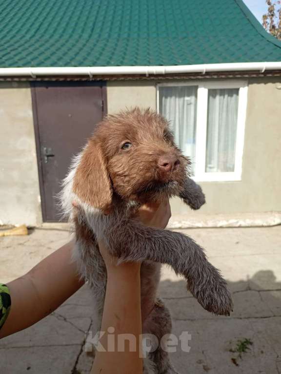 Собаки в других городах Крыма: Щенок Мальчик, 2 000 руб. - фото 4