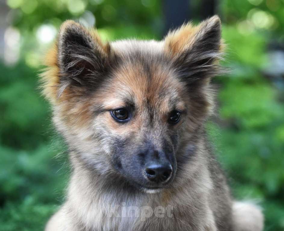 Собаки в Москве: Ненецкая оленегонная лайка. Кобель Ясно-Солнышко. Мальчик, 50 000 руб. - фото 2