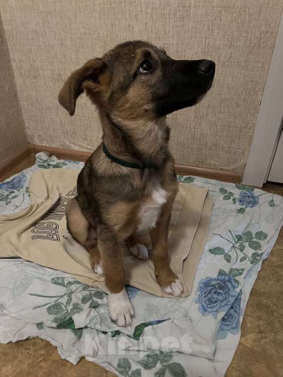 Собаки в Уфе: Ласковая девочка ищет дом❤️ Девочка, Бесплатно - фото 4