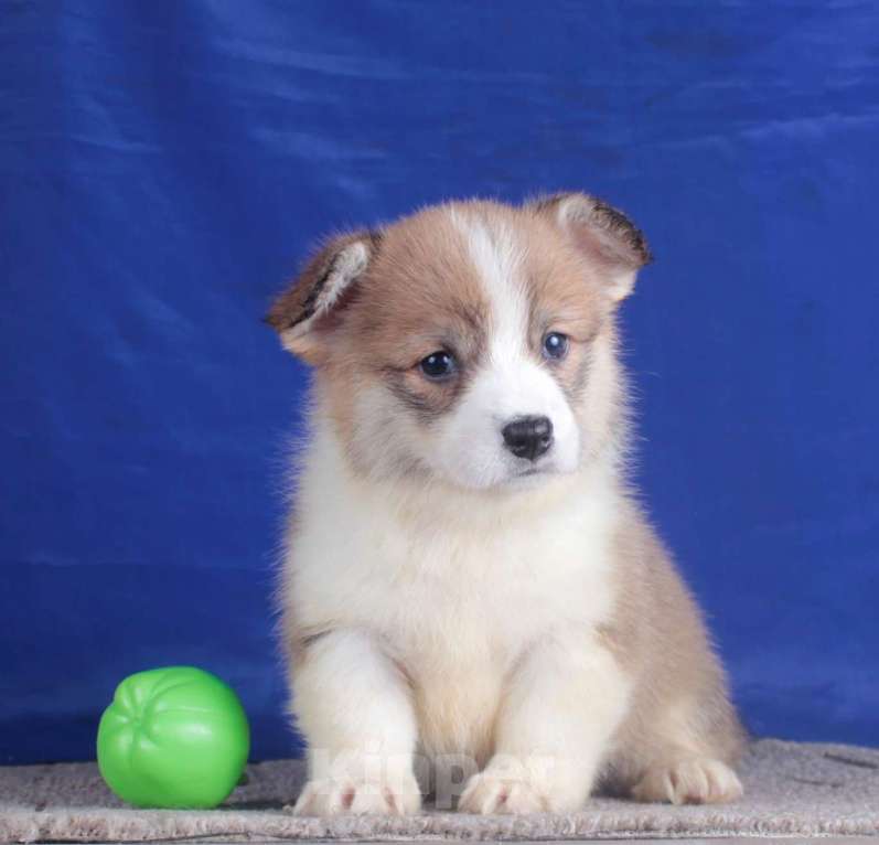 Собаки в Москве: вельш корги пемброк щенки от чемпиона Девочка, 80 000 руб. - фото 3