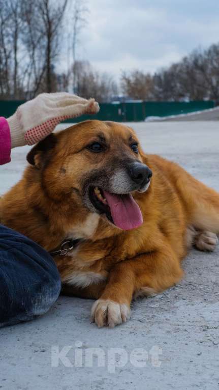 Собаки в Москве: Очаровательный Рыжуня ищет семью Мальчик, Бесплатно - фото 5