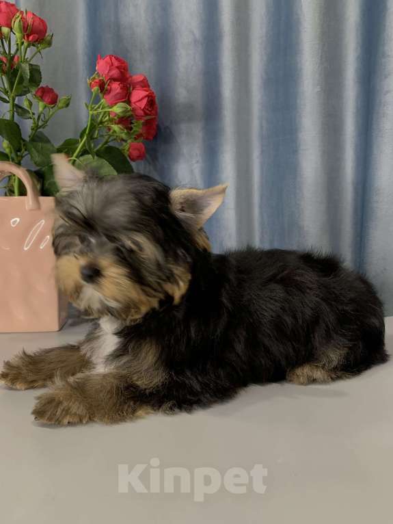 Собаки в Москве: Щенки Девочка, 30 000 руб. - фото 2