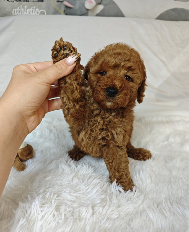 Собаки в Москве: Той пудель мальчик Мальчик, 70 000 руб. - фото 2