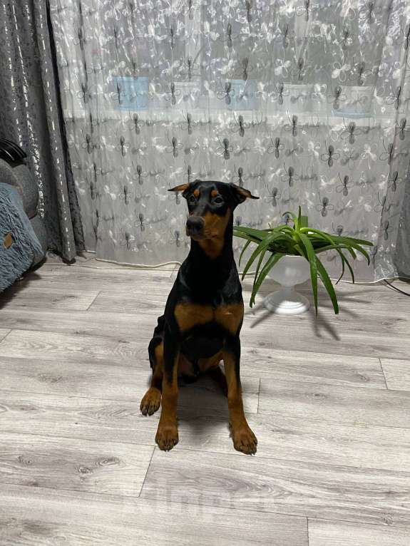 Собаки в Иркутске: Доберман, щенок Мальчик, 30 000 руб. - фото 3