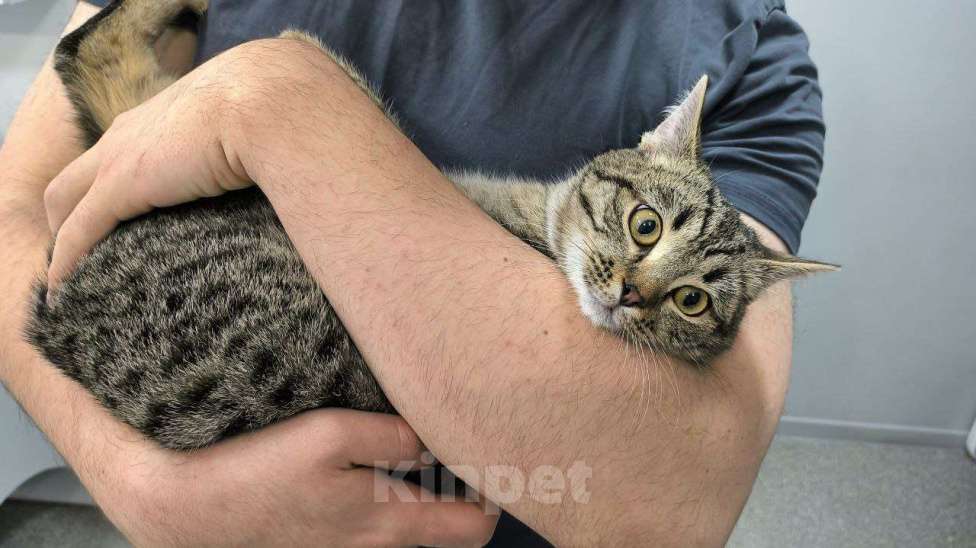 Кошки в Москве: Малыш Квант Мальчик, Бесплатно - фото 5