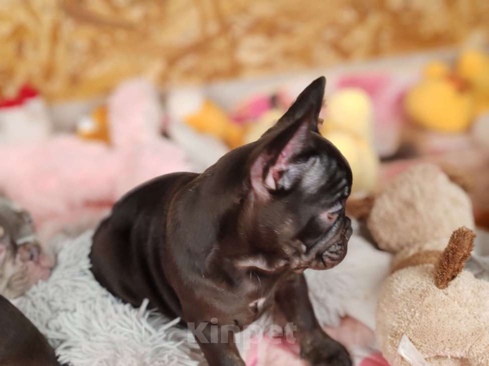 Собаки в Санкт-Петербурге: Шикарный шоколадный мальчик  Мальчик, 65 000 руб. - фото 4