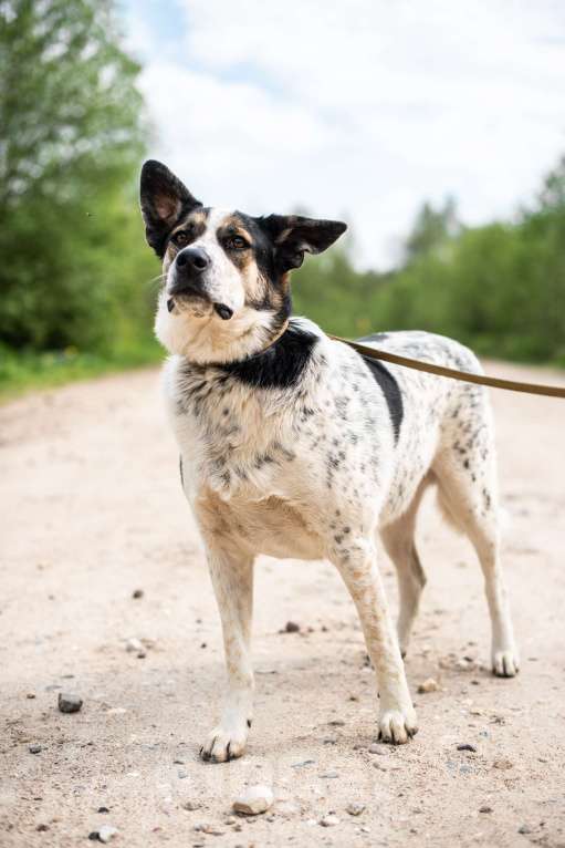 Собаки в Пушкино: Вольтик Мальчик, Бесплатно - фото 2