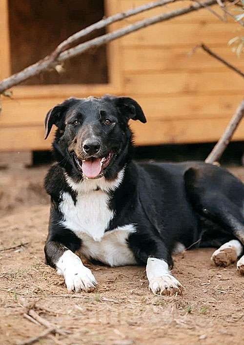 Собаки в Нижнем Новгороде: Очень нужны добрые дома подросткам-собакам, отличным охранникам Девочка, 10 руб. - фото 4