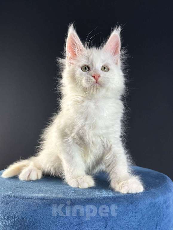 Кошки в Санкт-Петербурге: Мальчик , ds 11  Девочка, 50 000 руб. - фото 1