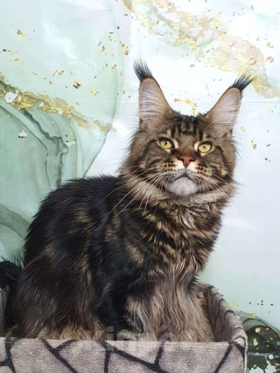 Кошки в Краснодаре: Нафаня Мальчик, 50 000 руб. - фото 1