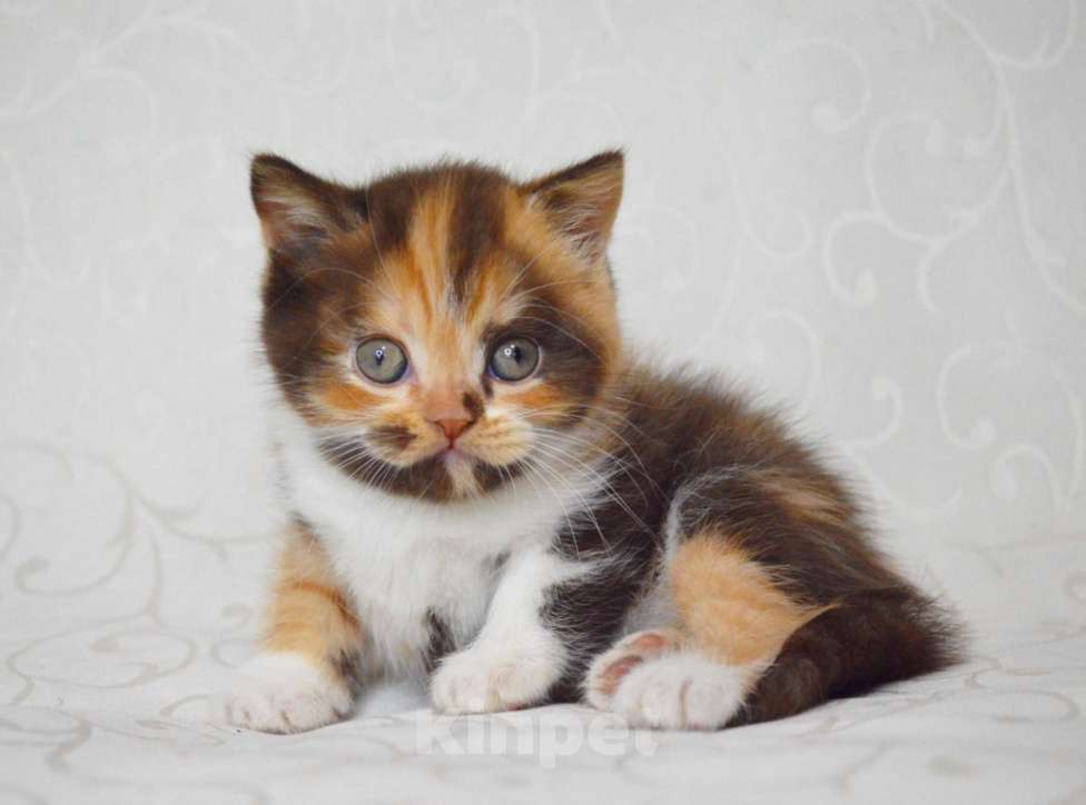 Кошки в Малоархангельске: Предлагается для продажи в разведение Девочка, 90 000 руб. - фото 4