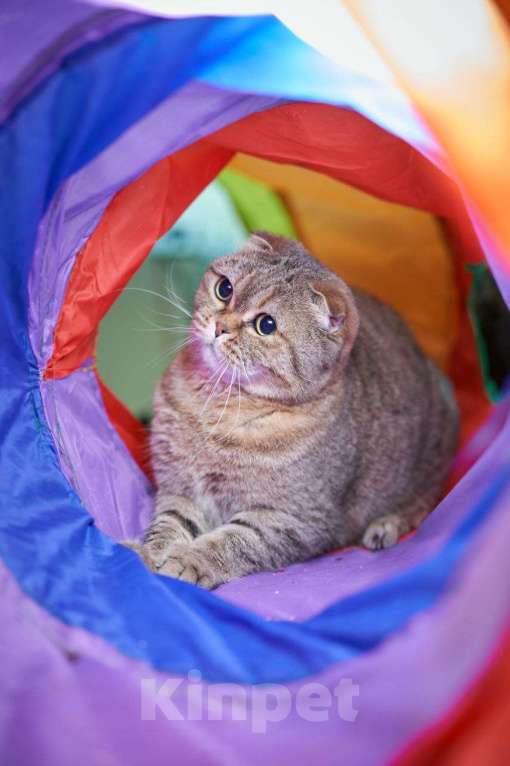 Кошки в Москве: Кошка Белла в добрые руки Девочка, Бесплатно - фото 4