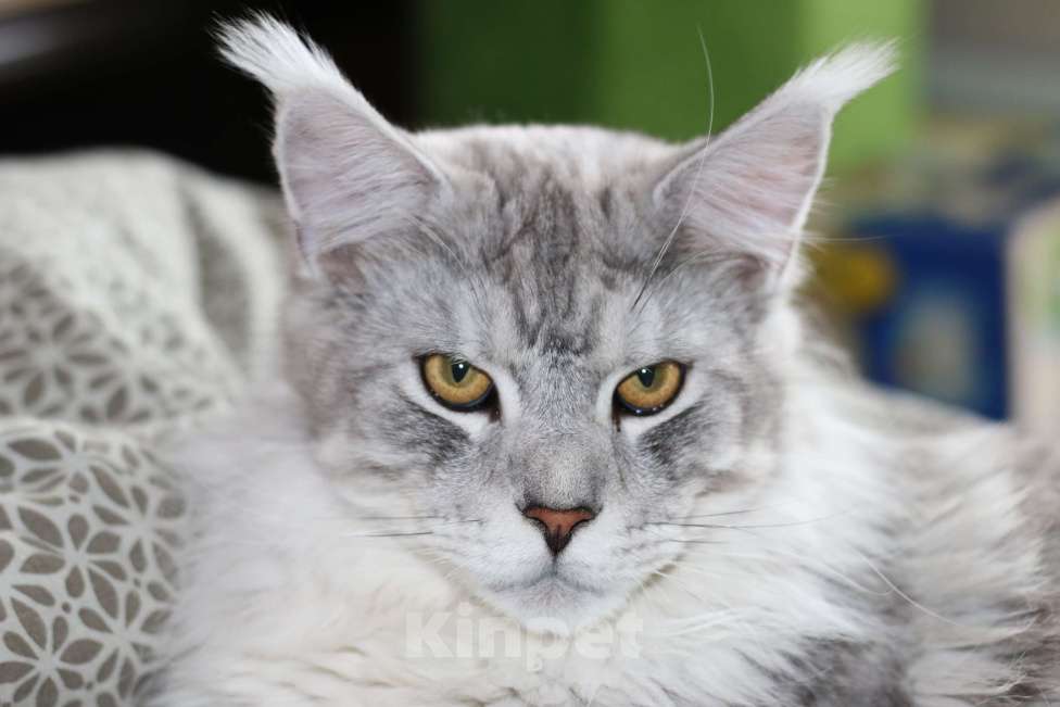 Кошки в Королеве: Котенок помета А; Мейн Кун, Айвенго. Мальчик, 40 000 руб. - фото 7