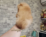 Собаки в Москве: СУПЕР МИНИ мальчик померанского шпица Мальчик, Бесплатно - фото 2