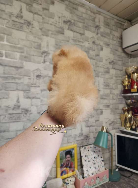 Собаки в Москве: СУПЕР МИНИ мальчик померанского шпица Мальчик, Бесплатно - фото 2