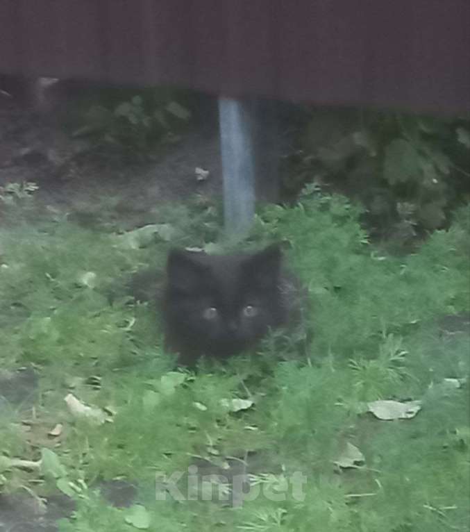 Кошки в Воронеже: Котята в добрые руки Мальчик, Бесплатно - фото 4