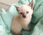 Кошки в Аксае: Красивая кошечка 2мес Девочка, 1 руб. - фото 1