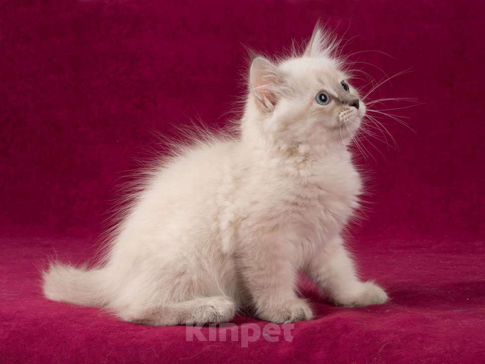 Кошки в Омске: Невские маскарадные котята мальчики Мальчик, 60 000 руб. - фото 8