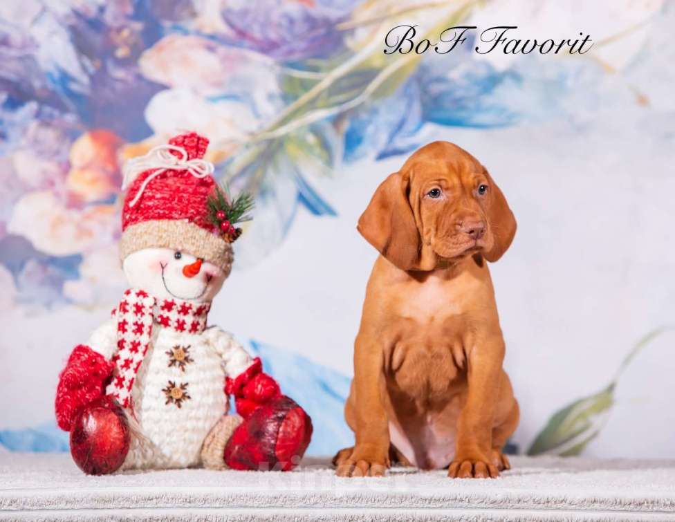 Собаки в Ярославле: Beauty of Fire Favorit Мальчик, 90 000 руб. - фото 7