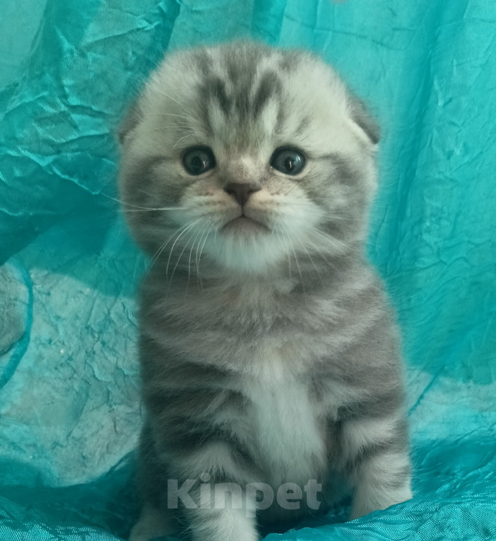 Кошки в Санкт-Петербурге: Шотландский вислоухий котенок Мальчик, 17 000 руб. - фото 4
