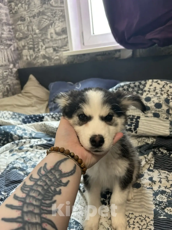 Собаки в Москве: Продам щенков девочку и мальчика Мальчик, Бесплатно - фото 8