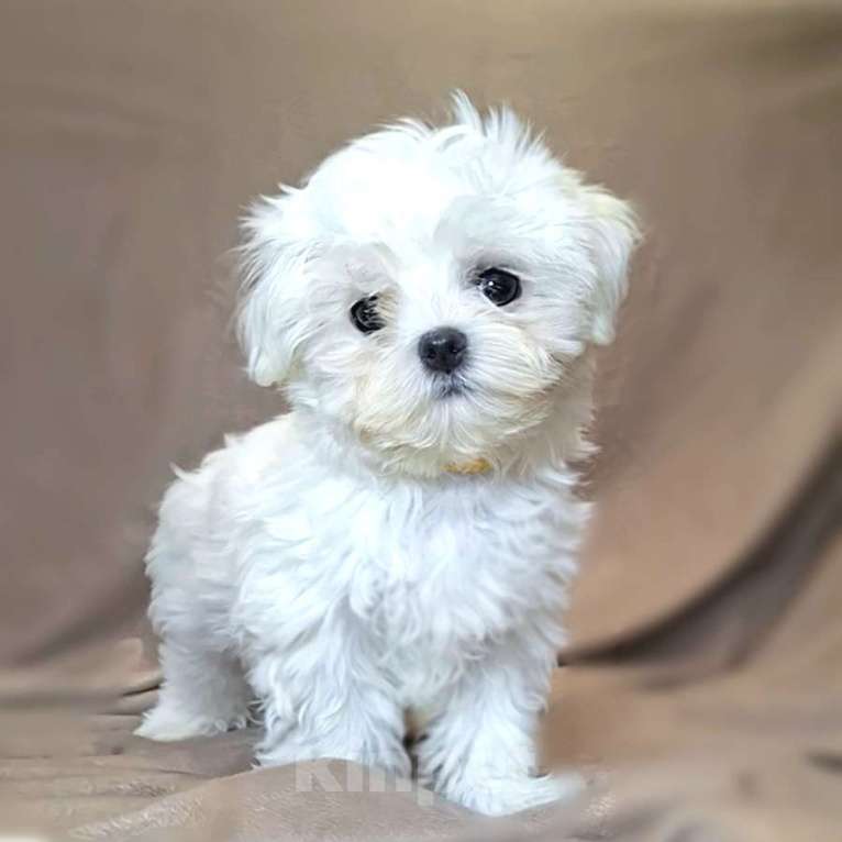 Собаки в Москве: Мальтезе девочка  Девочка, 120 000 руб. - фото 2