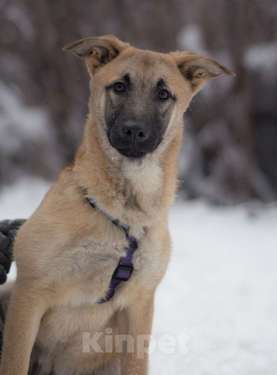 Собаки в Москве: Цукат Мальчик, Бесплатно - фото 1