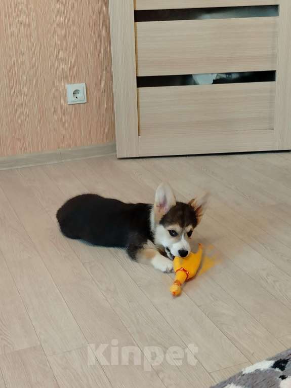 Собаки в Барнауле: Малыш вельш корги пемброк Мальчик, 45 000 руб. - фото 2