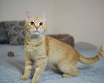 Кошки в Москве: Котенок Сола ищет дом Девочка, Бесплатно - фото 4
