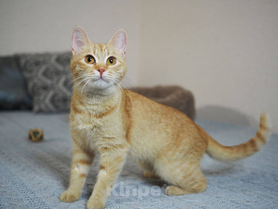 Кошки в Москве: Котенок Сола ищет дом Девочка, Бесплатно - фото 4