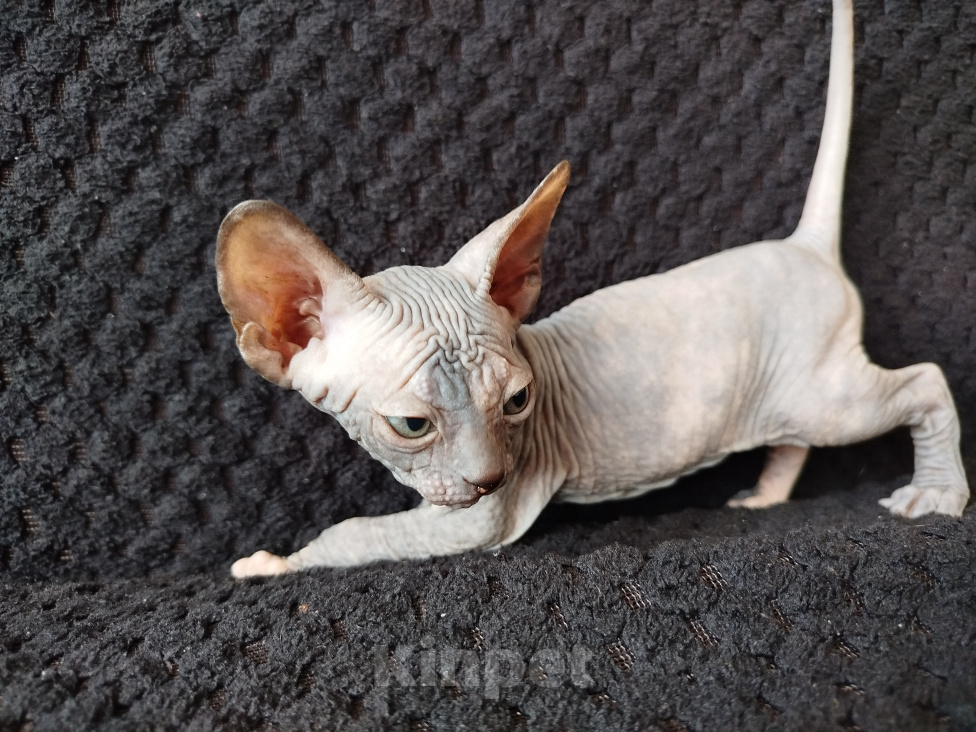 Кошки в Усть-Лабинске: Котята Канадского окраса Разнополые, 5 000 руб. - фото 5