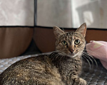 Кошки в Костроме: Ловчая кошка  Девочка, Бесплатно - фото 2