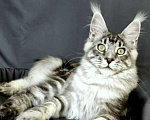 Кошки в Москве: MAYAMI - Мейн-кун котята всех окрасов на www. Mainecoons. Moscow Мальчик, 75 000 руб. - фото 2