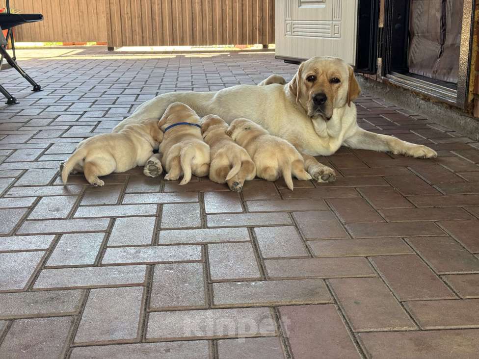 Собаки в других городах Краснодарского края: Щенки палевого окраса Девочка, 25 000 руб. - фото 6