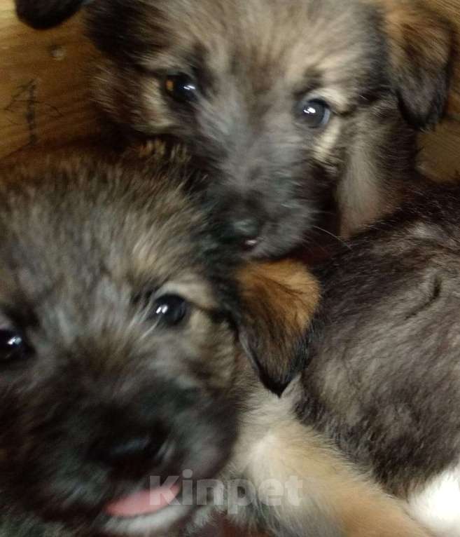 Собаки в Владимире: Щенок в добрые руки Мальчик, Бесплатно - фото 4