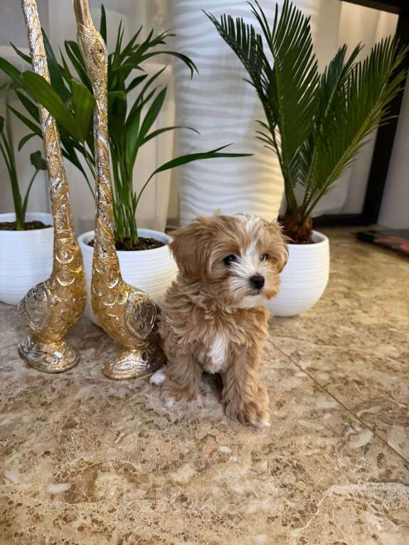 Собаки в Ростове-на-Дону: Мини девочка мальтипу  Девочка, 140 000 руб. - фото 2