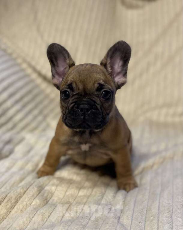 Собаки в Санкт-Петербурге: Шикарная девочка француженка  Девочка, 40 000 руб. - фото 7