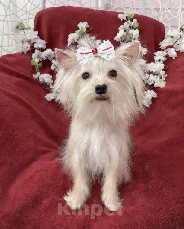 Собаки в Москве: Мини йорк девочка золотая подрощенная Девочка, 80 000 руб. - фото 7
