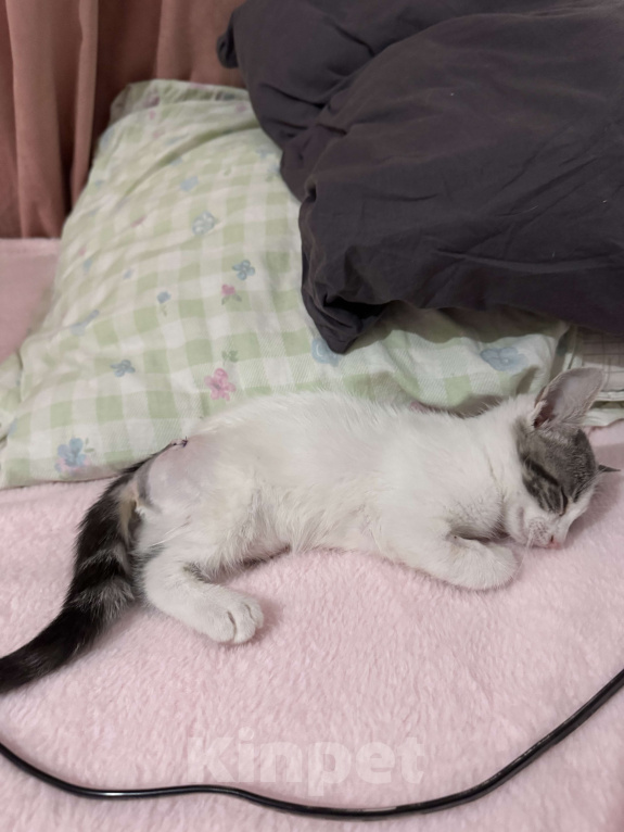 Кошки в Севастополе: Котенок ищет дом Девочка, Бесплатно - фото 5