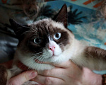 Кошки в Москве: Роскошный тайский котенок Эдвард в добрые руки Мальчик, 1 руб. - фото 4
